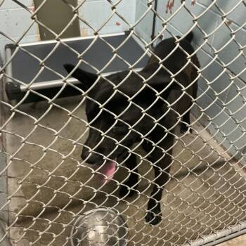 River (Xander) -  Shepherd and Mixed Breed Dog for Adoption in Saint Joseph, Missouri - River (Xander) | PetCurious