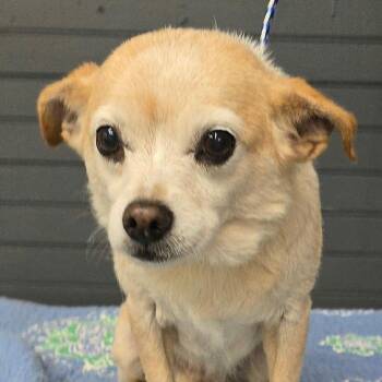 FOSTER NEEDED - Rosemary -  Chihuahua Dog for Adoption - FOSTER NEEDED - Rosemary | PetCurious
