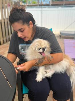 Hula -  Japanese Chin Dog for Adoption in Sebastian, Florida - Hula | PetCurious