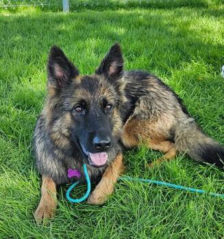 Rescue German Shepherd Dog Dogs for Adoption in Pocatello, Idaho - Oakley | PetCurious