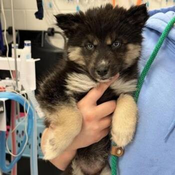 Spaghetti -  Siberian Husky and Mixed Breed Dog for Adoption in Wheaton, Illinois - Spaghetti | PetCurious