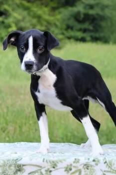 Foster (Peanut) -  Mixed Breed Dog for Adoption in Columbia, Tennessee - Foster (Peanut) | PetCurious