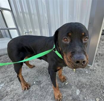 ANDRES -  Rottweiler Dog for Adoption in San Bernardino, California - ANDRES | PetCurious