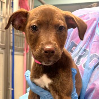 June - available off-site 10/4 -  Mixed Breed Dog for Adoption in Briarcliff Manor, New York - June - Available Off-site 10/4 | PetCurious