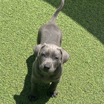 Black Labrador Retriever Dogs Available for Adoption in Loxahatchee Groves, Florida - Lucky 2204 | PetCurious