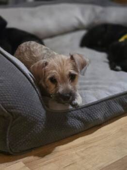 Rescue Terrier Dogs for Adoption in Union Grove, Wisconsin - Declan | PetCurious