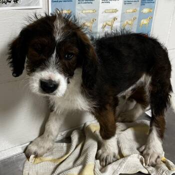 Poodle and Wirehaired Dachshund Dogs Available for Adoption in Birmingham, Alabama - Manticore | PetCurious