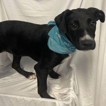 Tecna -  Mixed Breed Dog for Adoption in Canal Winchester, Ohio - Tecna | PetCurious