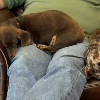 Snickers -  Dachshund Dog for Adoption in Cookeville, Tennessee - Snickers | PetCurious