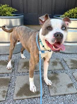 Gotti -  Mixed Breed Dog for Adoption in Cincinnati, Ohio - Gotti | PetCurious
