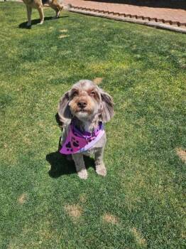 Poodle and Australian Shepherd Dogs Available for Adoption in Phoenix, Arizona - Mocha | PetCurious