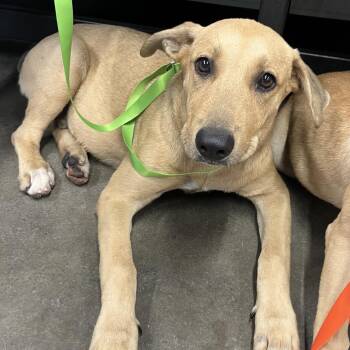 Hansel -  Yellow Labrador Retriever Dog for Adoption in Tampa, Florida - Hansel | PetCurious
