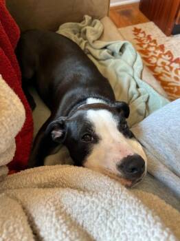 Pongo -  Mixed Breed Dog Available for Adoption - Pongo | PetCurious
