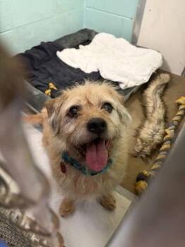 Buddy -  Shih Tzu and Mixed Breed Dog for Adoption in Lowell, Massachusetts - Buddy | PetCurious