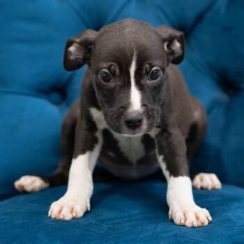 Pit Bull Terrier Dogs Available for Adoption in Zionsville, Indiana - Marge | PetCurious