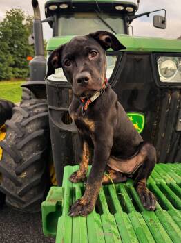 Rainer -  Hound Dog for Adoption in Columbia, Maryland - Rainer | PetCurious
