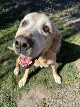 Rescue Yellow Labrador Retriever Dogs for Adoption in Petaluma, California - Tank | PetCurious