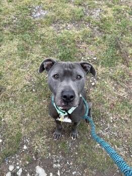 Rescue Pit Bull Terrier Dogs for Adoption in Cleveland, Ohio - Drew | PetCurious