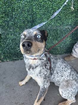 Rescue Australian Cattle Dog Blue Heeler and Mixed Breed Dogs for Adoption in El Paso, Texas - 59802002 | PetCurious