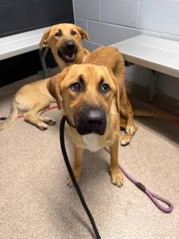 Athena -  Anatolian Shepherd Dog for Adoption in Troy, Ohio - Athena | PetCurious