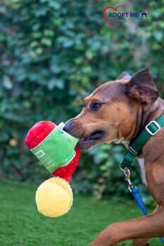 Coco -  Mixed Breed Dog for Adoption in Alexandria, Virginia - Coco | PetCurious