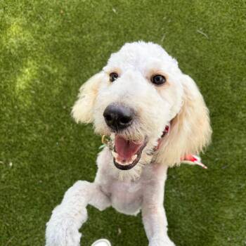 Prince -  Poodle and Mixed Breed Dog for Adoption in Greensboro, Georgia - Prince | PetCurious