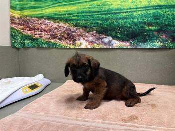 Terrier and Mixed Breed Dogs Available for Adoption - A549078 | PetCurious