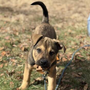 Saint Bernard Dogs Available for Adoption - TY. | PetCurious