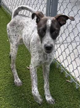 POPPI -  German Shorthaired Pointer and Mixed Breed Dog for Adoption in Texas City, Texas - POPPI | PetCurious