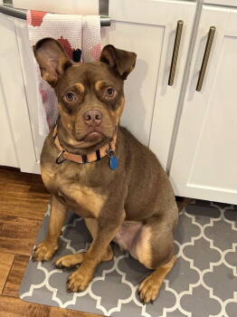 Rescue American Staffordshire Terrier and French Bulldog Dogs for Adoption in Arlington, Virginia - Twix | PetCurious