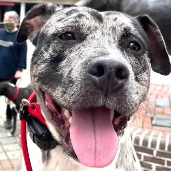 Rescue Catahoula Leopard Dog Dogs for Adoption in Cedar Mountain, North Carolina - Duke (Courtesy Post) | PetCurious