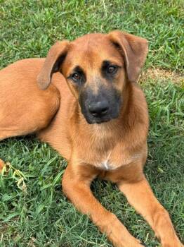 Axel, sweet and playful pup ready to give love (WA-7576219) -  Labrador Retriever and Shepherd Dog for Adoption in Houston, Texas - Axel, Sweet And Playful Pup Ready To Give Love (WA-7576219) | PetCurious