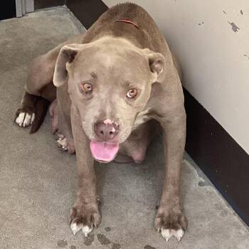 IVHS-Stray-142536 -  Pit Bull Terrier Dog for Adoption in San Gabriel, California - IVHS-Stray-142536 | PetCurious