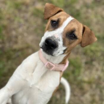 Mixed Breed Dogs Available for Adoption in Clarksville, Arkansas - Xena(Light Pink) | PetCurious