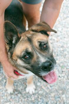 Rescue Akita and German Shepherd Dog Dogs for Adoption in Thayne, Wyoming - Akira | PetCurious