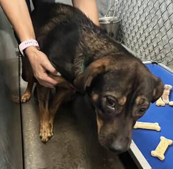 Spud -  German Shepherd Dog and Mixed Breed Dog for Adoption in Saint Clairsville, Ohio - Spud | PetCurious