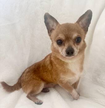 Junior -  Chihuahua and Wire Fox Terrier Dog for Adoption in Walker, Louisiana - Junior | PetCurious