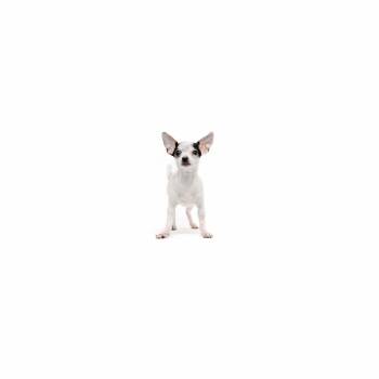 Scotty -  Chihuahua and Mixed Breed Dog for Adoption in Los Angeles, California - Scotty | PetCurious