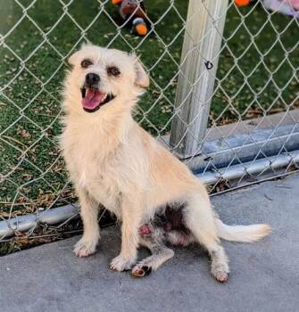 Terrier Dogs Available for Adoption in Ridgecrest, California - KC26-70 | PetCurious