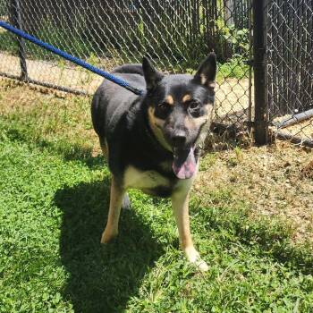 Faith -  Shepherd Dog for Adoption in Chester Springs, Pennsylvania - Faith | PetCurious