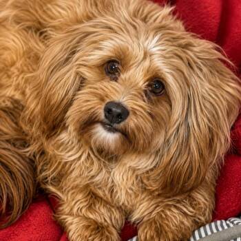 Poppy -  Cocker Spaniel and Terrier Dog for Adoption in Bloomfield, Connecticut - Poppy | PetCurious