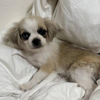 Darla -  Pekingese Dog for Adoption in Houston, Texas - Darla | PetCurious