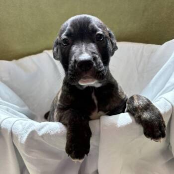 RockFord -  Pit Bull Terrier and Mixed Breed Dog for Adoption in Chatham, Virginia - RockFord | PetCurious