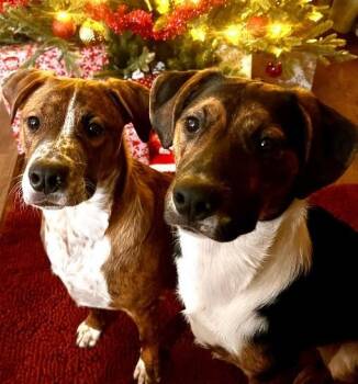 American Staffordshire Terrier Dogs Available for Adoption - MONKEY/CHICKEN | PetCurious