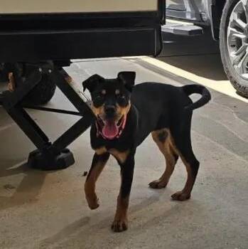 Rottweiler Dogs Available for Adoption in Polk, Ohio - LeeLee | PetCurious