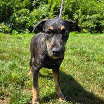 CT Liam -  Terrier and Mixed Breed Dog for Adoption in Eastford, Connecticut - CT Liam | PetCurious