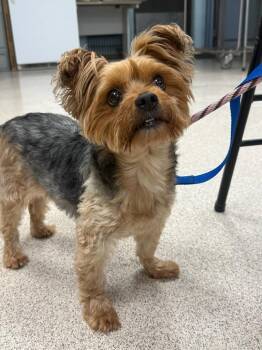 Chickpea -  Yorkshire Terrier Dog for Adoption in Teterboro, New Jersey - Chickpea | PetCurious