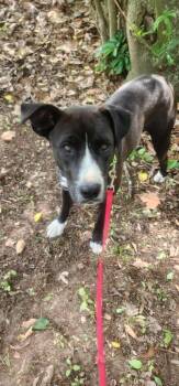 Carrie -  Mixed Breed Dog for Adoption in Taycheedah, Wisconsin - Carrie | PetCurious