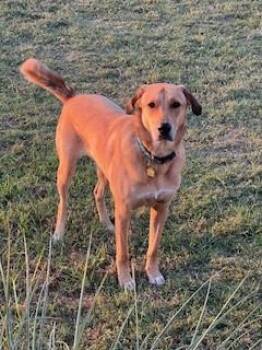 Rescue Labrador Retriever and Great Pyrenees Dogs for Adoption in Weatherford, Texas - Tyler | PetCurious