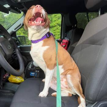 Roo -  Boxer and Pit Bull Terrier Dog for Adoption in Troy, Virginia - Roo | PetCurious